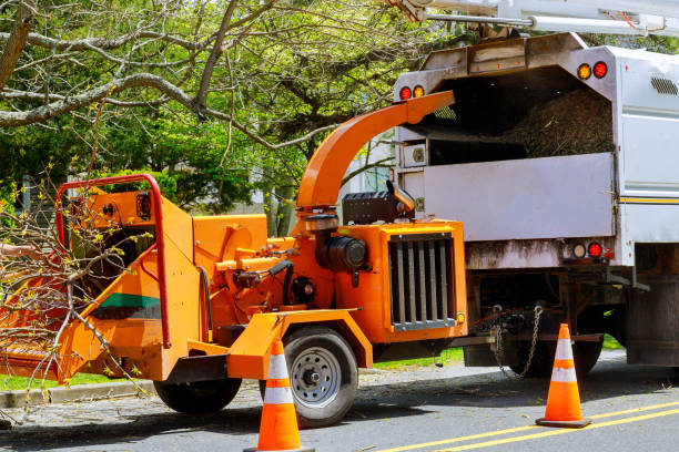 How Our Tree Care Process Works  in Marvin, NC